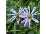 6 X Frikarts Aster - Aster Frikartii 'Moench' | Vaso 9 Cm X 9 Cm