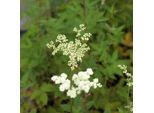 6 X Olmaria A Fiore Pieno - Filipendula Ulmaria 'Plena' | Vaso 9 Cm X 9 Cm
