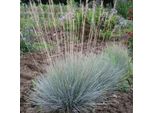 6 X Festuca Blu - Festuca Glauca | Vaso 9Cm X 9Cm