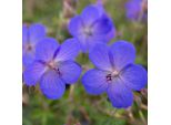 6 X Geranio - Geranium 'Johnson's Blue' | Vaso 9 Cm X 9 Cm
