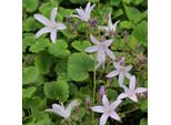 6 X Cuscini Sospesi Campanula - Campanula Poscharskyana 'Lisduggan' | Vaso 9 Cm X 9 Cm