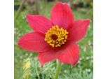 6 X Pulsatilla Vulgaris 'Rode Klokke' - Pulsatilla Vulgaris 'Rode Klokke' | Vaso 9 Cm X 9 Cm