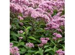 6 X Eupatorium Maculatum 'Atropurpureum' | Vaso 9 Cm X 9 Cm