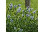 6 X Stella Tubiforme Comune - Amsonia Tabernaemontana | Vaso 9Cm X 9Cm