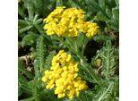 6 X Tappeto Infeltrito Di Achillea - Achillea Tomentosa | Vaso 9Cm X 9Cm