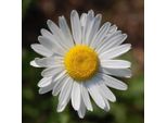 6 X Marguerite Minore - Leucanthemum Vulgare | Vaso 9Cm X 9Cm
