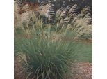 6 X Canna Cinese Piuma D'argento - Miscanthus Sinensis 'Silberfeder' | Vaso 9Cm X 9Cm