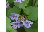 6 X Gundermann - Glechoma Hederacea | Vaso 9Cm X 9Cm