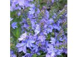 6 X Veronica Prostrata 'Blue Sheen' | Vaso 9 Cm X 9 Cm