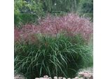 6 X Erba Di Canna Zebrata - Miscanthus Sinensis 'Far East' | Vaso 9Cm X 9Cm