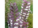 6 X Artiglio Dell'orso - Acanthus Mollis 'Albiflorus' | Vaso 9 Cm X 9 Cm