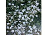 6 X Gypsophila Da Giardino - Gypsophila Repens 'Rosea' | Vaso 9 Cm X 9 Cm