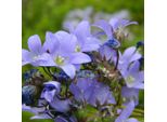 6 X Campanule A Grappolo - Campanula Lactiflora 'Pouffe' | Vaso 9 Cm X 9 Cm