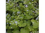 6 X Nontiscordardime Caucasico - Brunnera Macrophylla | Vaso 9Cm X 9Cm