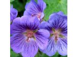 6 X Geranio - Geranium 'Blue Blood' | Vaso 9 Cm X 9 Cm