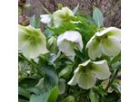 6 X Rosa Delle Nevi - Helleborus Orientalis 'White Lady' | Vaso 9 Cm X 9 Cm
