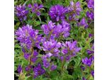 6 X Mazzi Di Campanule - Campanula Glomerata 'Acaulis' | Vaso 9 Cm X 9 Cm