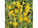 6 X Montbretia - Crocosmia 'George Davidson' | Vaso 9 Cm X 9 Cm