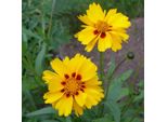 6 X Coreopsis Grandiflora 'Badengold' | Vaso 9 Cm X 9 Cm