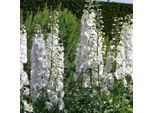 6 X Delphinium Del Pacifico - Delphinium 'Galahad' | Vaso 9 Cm X 9 Cm