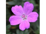 6 X Geranio Sanguigno - Geranium Sanguineum 'Compactum' | Vaso 9 Cm X 9 Cm