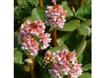 6 X Bergenia - Bergenia 'Baby Doll' | Vaso 9 Cm X 9 Cm