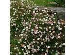 6 X Margherita Spagnola - Erigeron Karvinskianus | Vaso 9Cm X 9Cm
