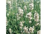 6 X Lavanda 'Edelweiß' - Lavandula Intermedia 'Edelweiss' | Topf 9Cm X 9Cm