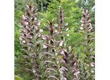 6 X Artemisia Ungherese - Acanthus Hungaricus 'White Lips' | Vaso 9 Cm X 9 Cm