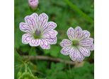 6 X Geranium Versicolor Variable Cranesbill - Geranium Versicolor | Vaso 9Cm X 9Cm