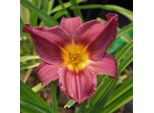 6 X Daylily - Hemerocallis 'Summer Wine' | Vaso 9 Cm X 9 Cm