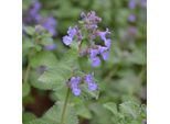 6 X Erba Gatta - Nepeta Faassenii | Vaso 9Cm X 9Cm