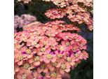 6 X Achillea - Achillea Millefolium 'Wesersandstein' | Vaso 9 Cm X 9 Cm