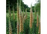 6 X Dito Di Venere - Digitalis Ferruginea 'Gigantea' | Vaso 9 Cm X 9 Cm