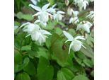 6 X Fiore Degli Elfi - Epimedium Youngianum 'Niveum' | Vaso 9 Cm X 9 Cm