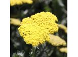 6 X Achillea - Achillea 'Moonshine' | Vaso 9 Cm X 9 Cm
