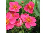 6 X Fragola Ornamentale - Fragaria 'Pink Panda' | Vaso 9 Cm X 9 Cm