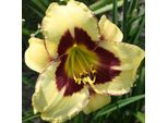 6 X Daylily - Hemerocallis 'El Desperado' | Vaso 9 Cm X 9 Cm
