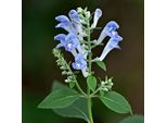 6 X Erbe Domestiche Autunnali - Scutellaria Incana | Vaso 9Cm X 9Cm