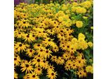 6 X Cavolfiore - Rudbeckia Fulgida Deamii | Vaso 9Cm X 9Cm