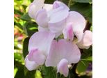 6 X Pisello Odoroso Rosa Perle - Lathyrus Latifolius 'Pink Pearl' | Vaso 9 Cm X 9 Cm