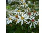 6 X Aster Cordifolius 'Silver Spray' | Vaso 9 Cm X 9 Cm