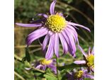 6 X Aster Estivo - Aster 'Sonora' | Vaso 9 Cm X 9 Cm