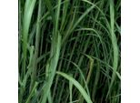 6 X Erba Gigante - Miscanthus Floridulus 'Giganteus' | Vaso 9Cm X 9Cm