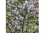 6 X Velo A Foglia Larga - Limonium Latifolium | Vaso 9Cm X 9Cm