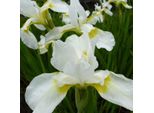 6 X Iris - Iris Germanica 'White Knight' | Vaso 9 Cm X 9 Cm