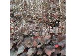 6 X Fiore Di Schiuma Bastarda - Heucherella 'Quicksilver' | Vaso 9 Cm X 9 Cm
