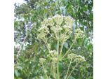 6 X Eupatorium Maculatum 'Album' - Eupatorium Maculatum 'Album' | Vaso 9 Cm X 9 Cm