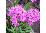 6 X Campioncino Alpino - Lychnis Alpina | Vaso 9Cm X 9Cm