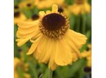 6 X Helenium - Helenium Bigelovii 'The Bishop' | Vaso 9 Cm X 9 Cm